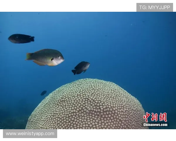 海洋之神官网真人游戏最新玩法介绍与攻略指南